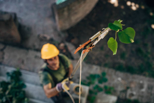 Professional Tree Removal in Old Tappan, NJ