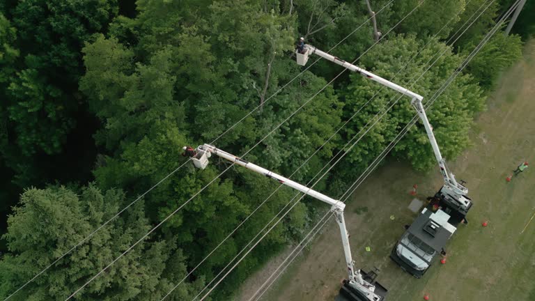 Best Tree Cabling and Bracing  in Old Tappan, NJ