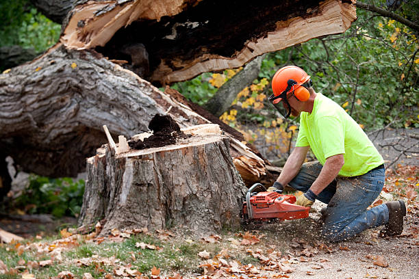  Old Tappan, NJ Tree Removal Pros