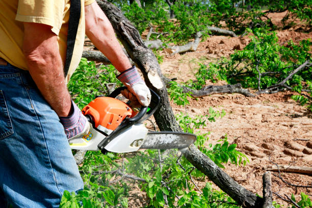 How Our Tree Care Process Works  in  Old Tappan, NJ