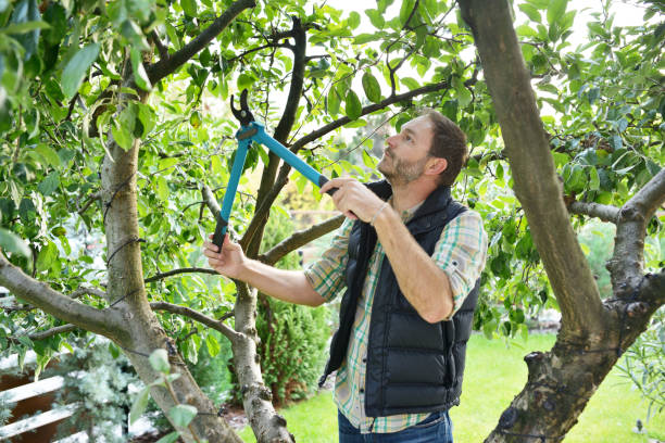 Best Tree Maintenance Programs  in Old Tappan, NJ